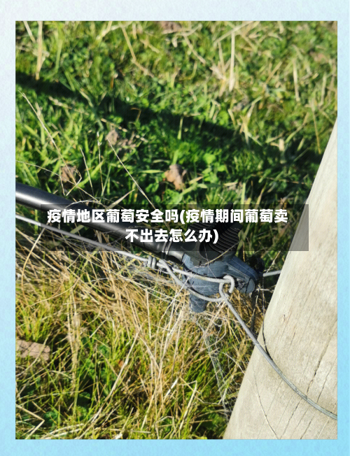 疫情地区葡萄安全吗(疫情期间葡萄卖不出去怎么办)-第2张图片