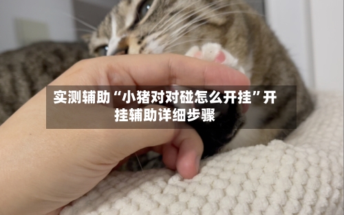 实测辅助“小猪对对碰怎么开挂	”开挂辅助详细步骤-第2张图片