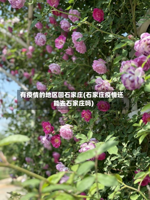 有疫情的地区回石家庄(石家庄疫情还能去石家庄吗)-第2张图片