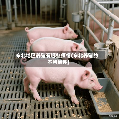 东北地区养猪有哪些疫情(东北养猪的不利条件)-第3张图片