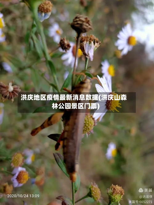 洪庆地区疫情最新消息数据(洪庆山森林公园景区门票)-第2张图片