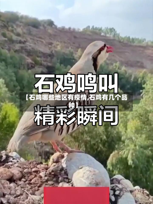 【石鸡哪些地区有疫情,石鸡有几个品种】