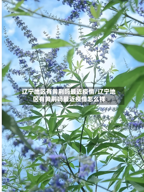 辽宁地区有黄荆吗最近疫情/辽宁地区有黄荆吗最近疫情怎么样